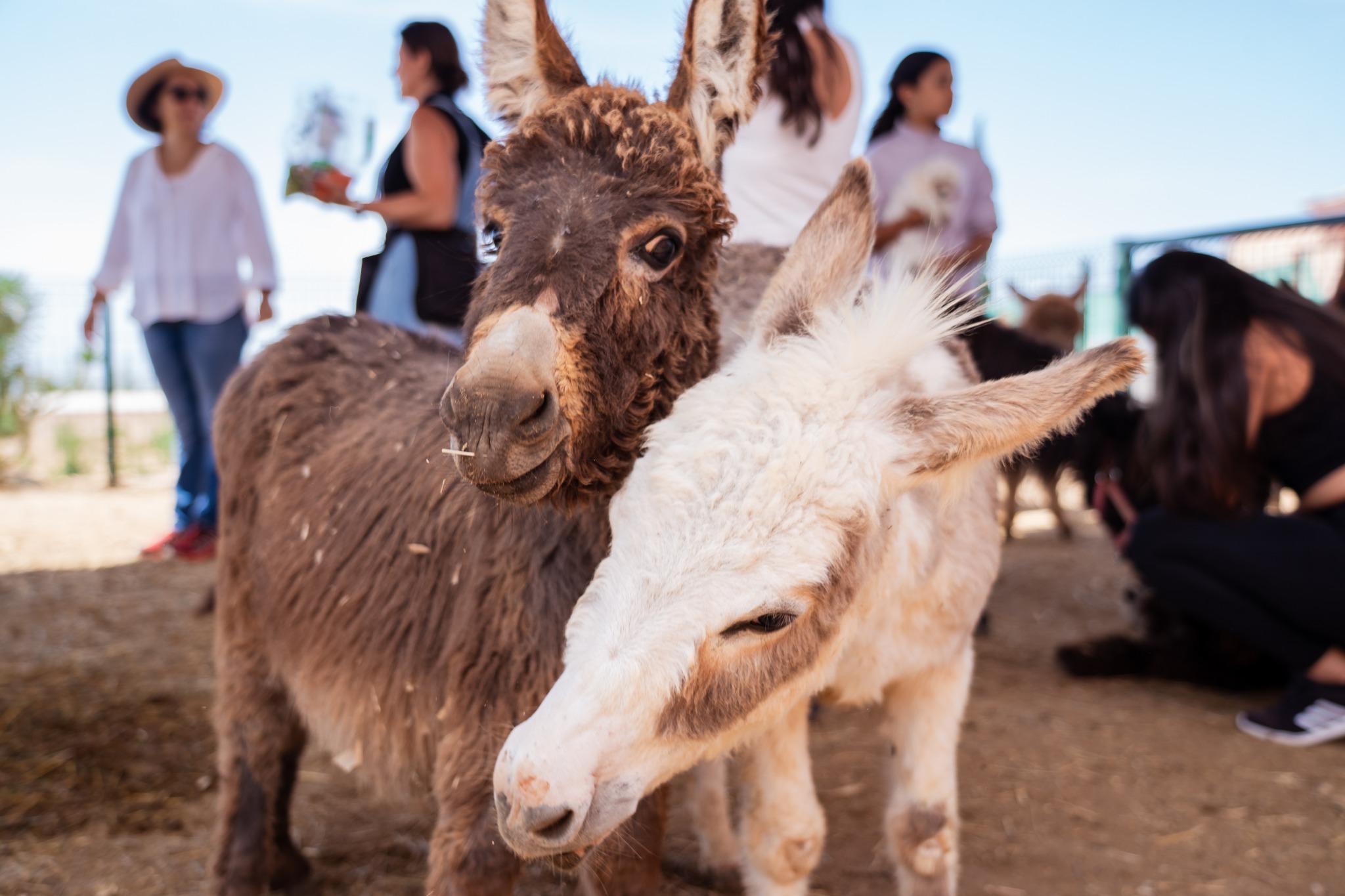 Dos burros enanos se acercan a la cámara